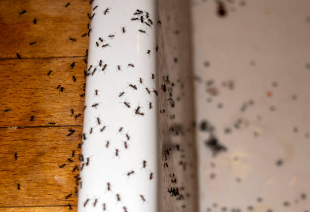Best Mosquito Control Services  in Hilmar Irwin, CA